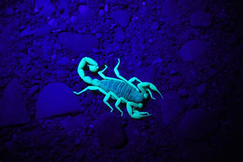 Curiosity or danger? Interactions with curse nade scorpions